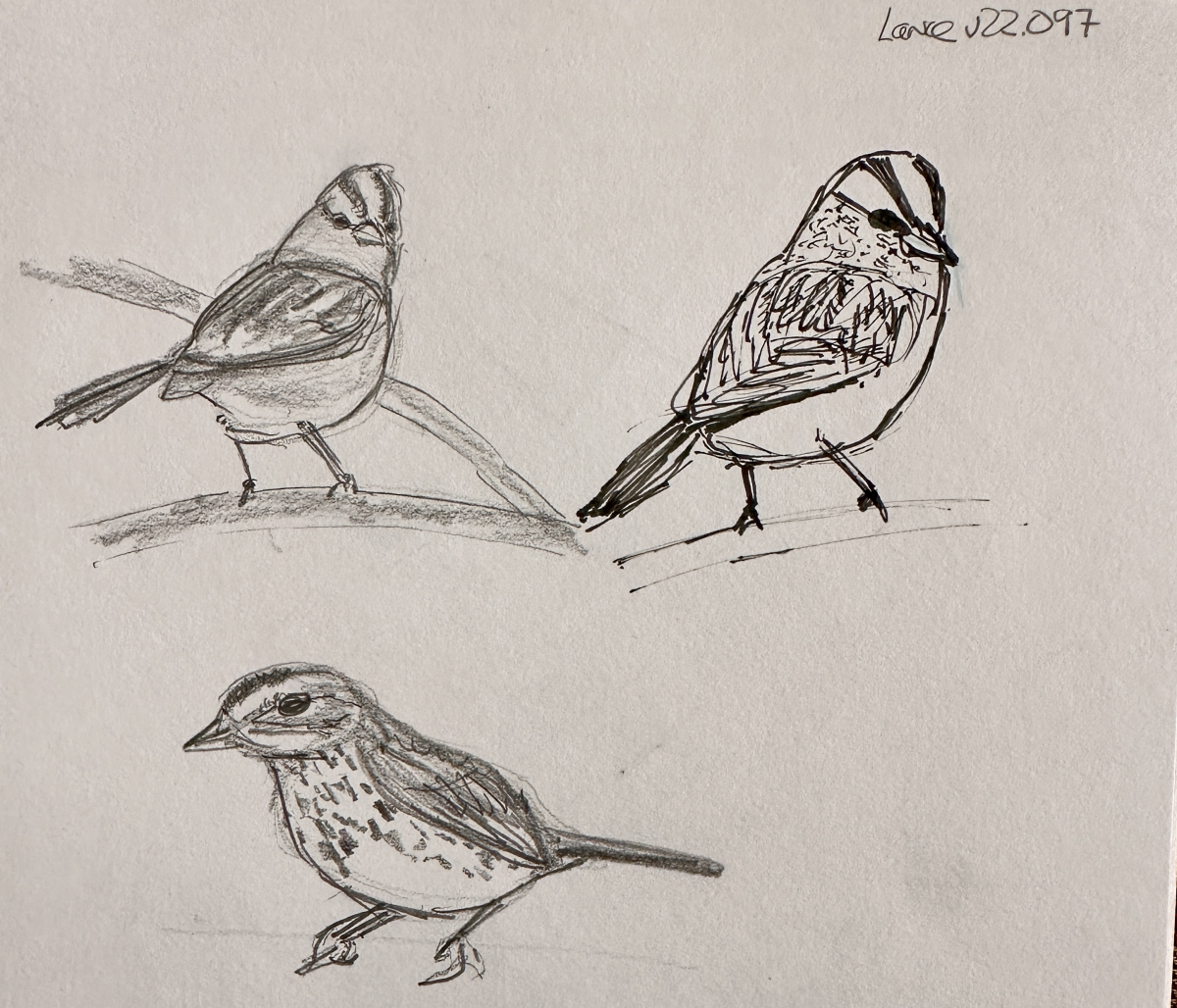 Sketches of perching birds.